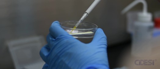 Clonación, expresión y purificación del dominio de la proteína&nbsp;S1