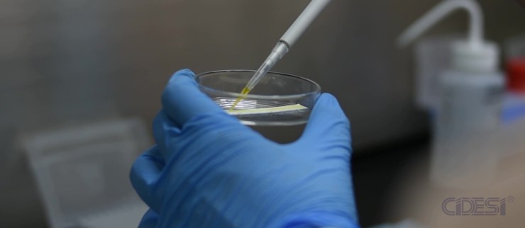 Clonación, expresión y purificación del dominio de la proteína&nbsp;S1